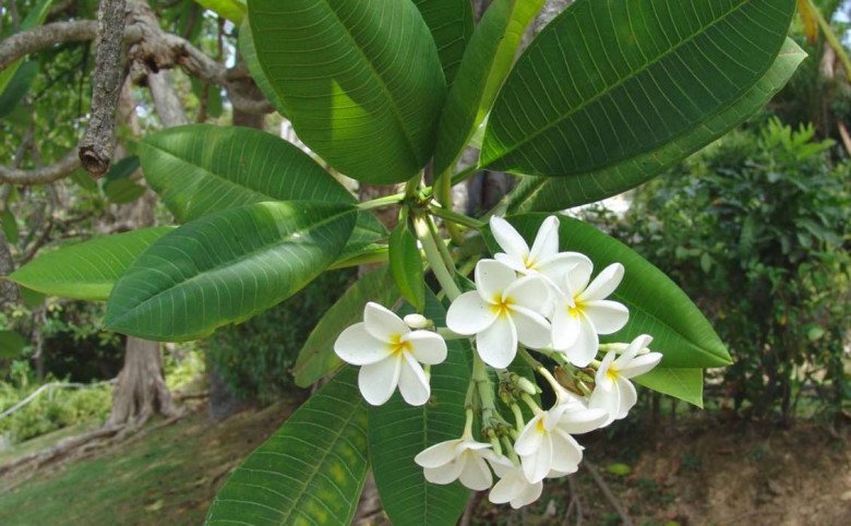 5 cây này một khi vào nhà, nhà nghèo khó giàu, đừng tùy tiện trông kẻo thiệt thân - 3