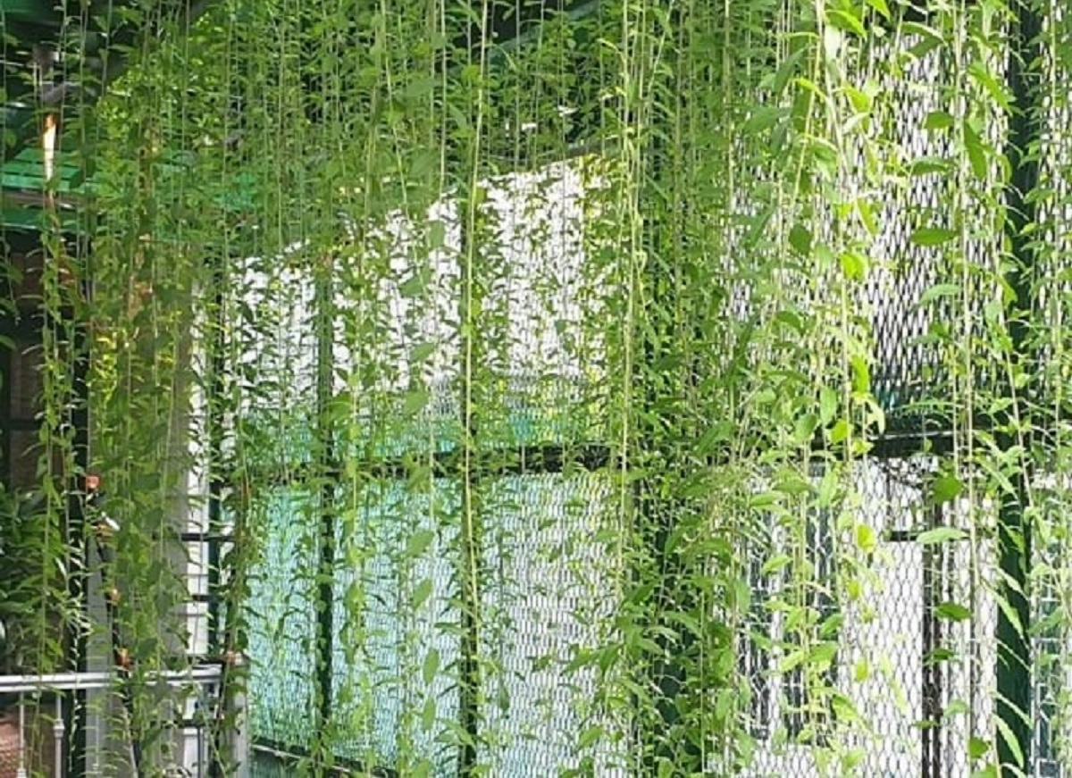 Mùa hè nóng nực nhà nào cũng nên trồng 1 cây, không khí trong phòng luôn mát rượi mà không cần điều hòa - 4