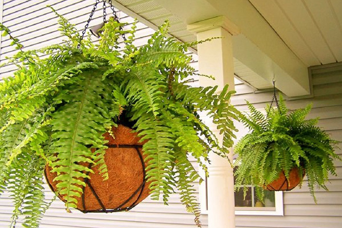 Mùa hè nóng nực nhà nào cũng nên trồng 1 cây, không khí trong phòng luôn mát rượi mà không cần điều hòa - 7