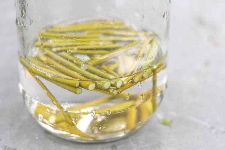3 loại nước kích rễ có thể tự pha chế ở nhà, cây khó sống thế nào cũng ra rễ, mọc lá xanh - 3