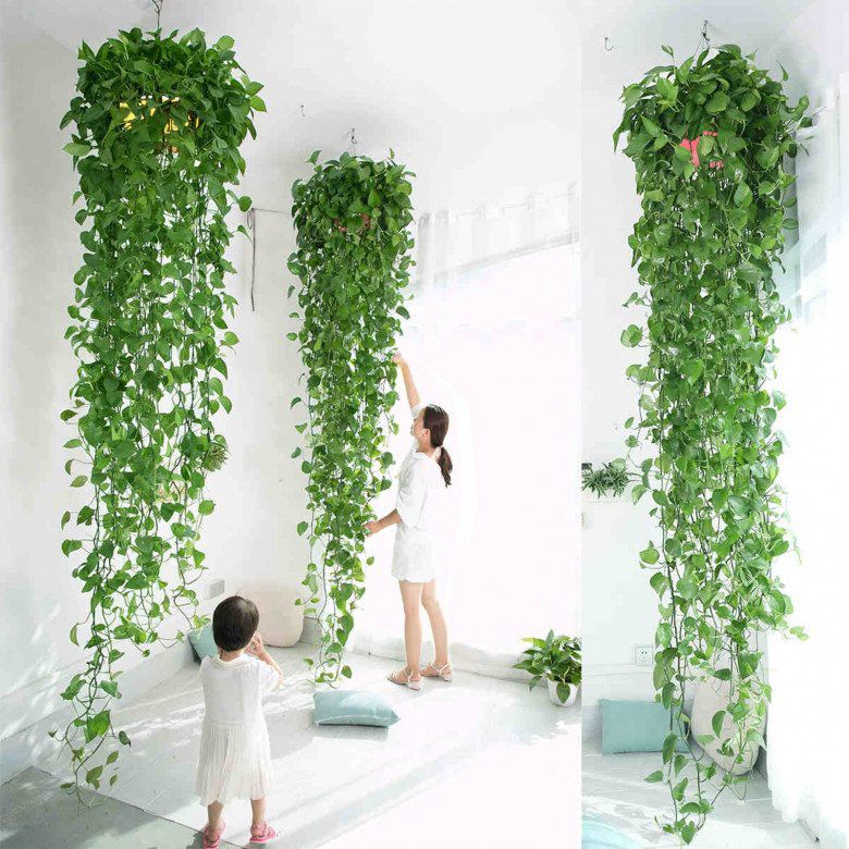 Để trầu bà xanh tốt đừng chỉ tưới nước, nắm 3 bí quyết này lá mới mọc điên cuồng, thân dài tới 10 mét - 3