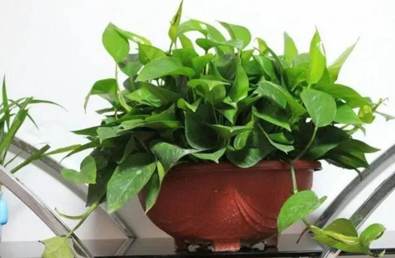 Để trầu bà xanh tốt đừng chỉ tưới nước, nắm 3 bí quyết này lá mới mọc điên cuồng, thân dài tới 10 mét - 2