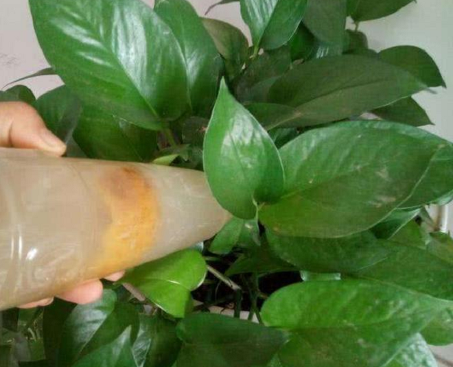 Để trầu bà xanh tốt đừng chỉ tưới nước, nắm 3 bí quyết này lá mới mọc điên cuồng, thân dài tới 10 mét - 4