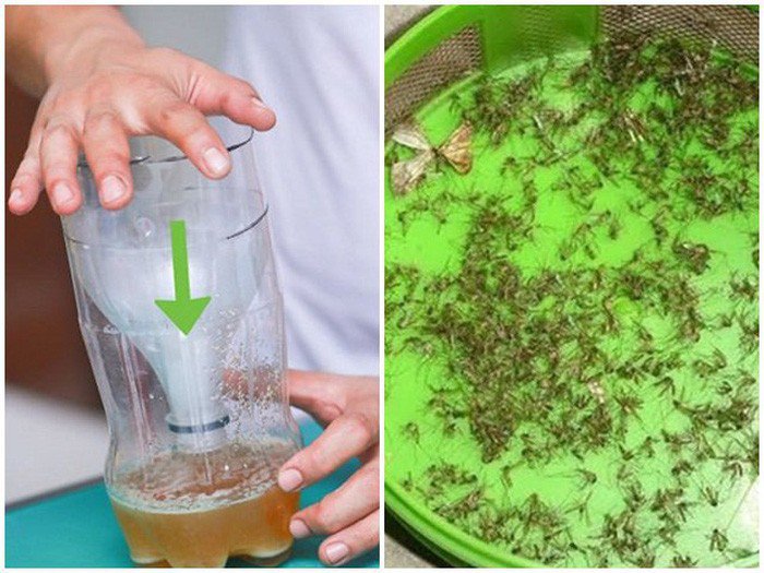 Đổ chút bia vào chai nước rỗng rồi đặt ở góc nhà, sáng hôm sau bạn sẽ kinh ngạc với thứ bên trong - 1