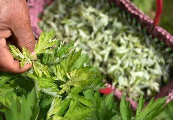 Đổ chút bia vào chai nước rỗng rồi đặt ở góc nhà, sáng hôm sau bạn sẽ kinh ngạc với thứ bên trong - 2