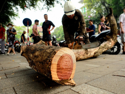 Dân Thủ đô sờ tận tay, nhìn tận mắt vân gỗ siêu đẹp của cây sưa 100 năm tuổi