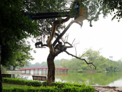 Xã hội - Chặt hạ cây sưa đỏ 100 năm tuổi ở hồ Hoàn Kiếm, sẽ trồng cây gì thay thế?