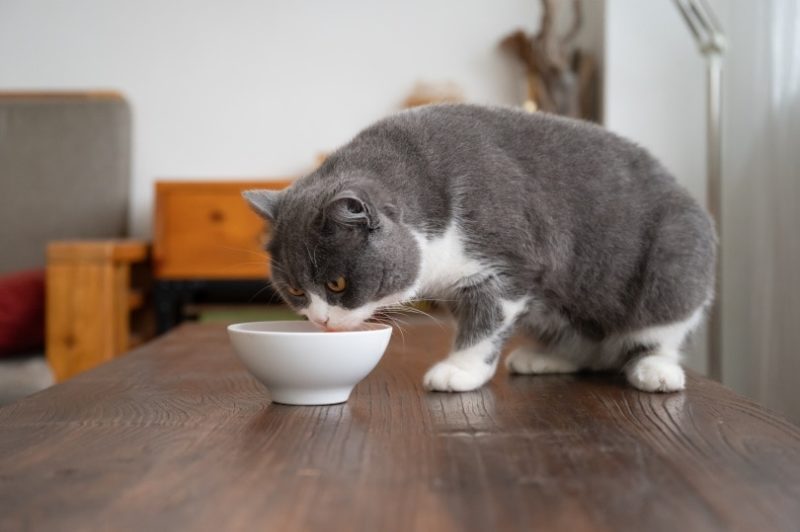 Thứ tưởng loài mèo không thích ăn, nhưng mèo Anh lông ngắn lại “rất thích”, cho ăn thường xuyên lông mượt dáng đẹp - 2