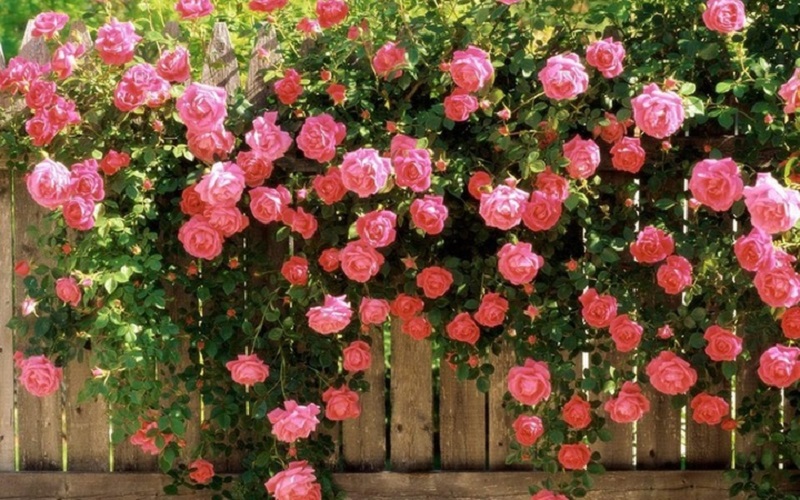 Ai trồng hoa hồng hay chết ít hoa, phải biết ngay 5 “bí quyết” này, cây lên xanh tươi hoa ra sum suê - 1