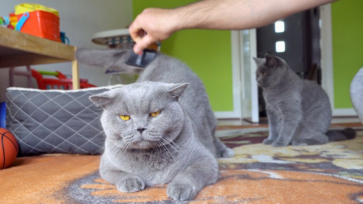 Thứ tưởng loài mèo không thích ăn, nhưng mèo Anh lông ngắn lại “rất thích”, cho ăn thường xuyên lông mượt dáng đẹp - 5