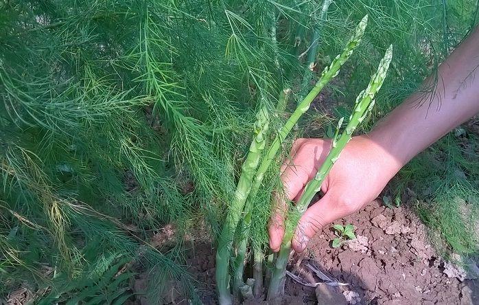 Loại rau này là “nữ hoàng giữ dáng”, giá không hề rẻ nhưng trồng cực dễ, gieo hạt 1 lần cho thu hoạch suốt 30 năm - 5