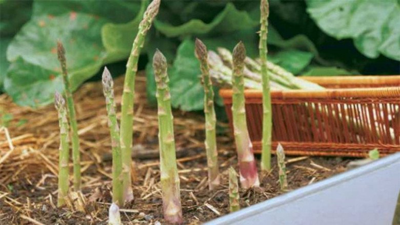 Loại rau này là “nữ hoàng giữ dáng”, giá không hề rẻ nhưng trồng cực dễ, gieo hạt 1 lần cho thu hoạch suốt 30 năm - 4