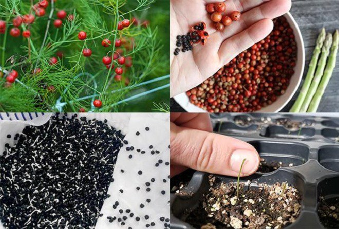 Loại rau này là “nữ hoàng giữ dáng”, giá không hề rẻ nhưng trồng cực dễ, gieo hạt 1 lần cho thu hoạch suốt 30 năm - 2