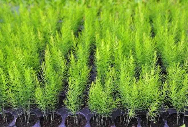 Loại rau này là “nữ hoàng giữ dáng”, giá không hề rẻ nhưng trồng cực dễ, gieo hạt 1 lần cho thu hoạch suốt 30 năm - 3