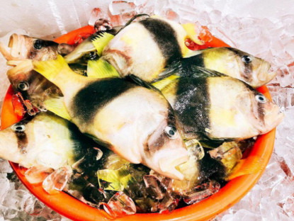 Kinh tế - Loại cá có thịt dai ngọt như thịt gà, muốn ăn phải đến Nha Trang, giá 350.000 đồng/kg