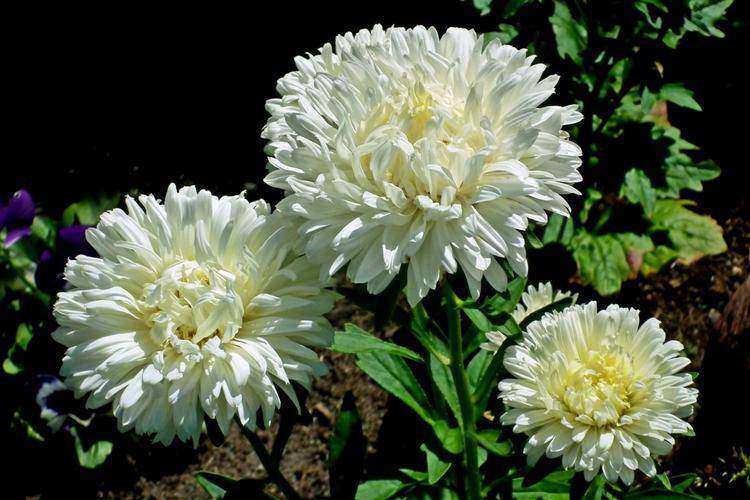 4 loại hoa đẹp mỹ miều nhưng ít người nguyện ý trồng, cố chấp trồng cẩn thận gặp họa - 1