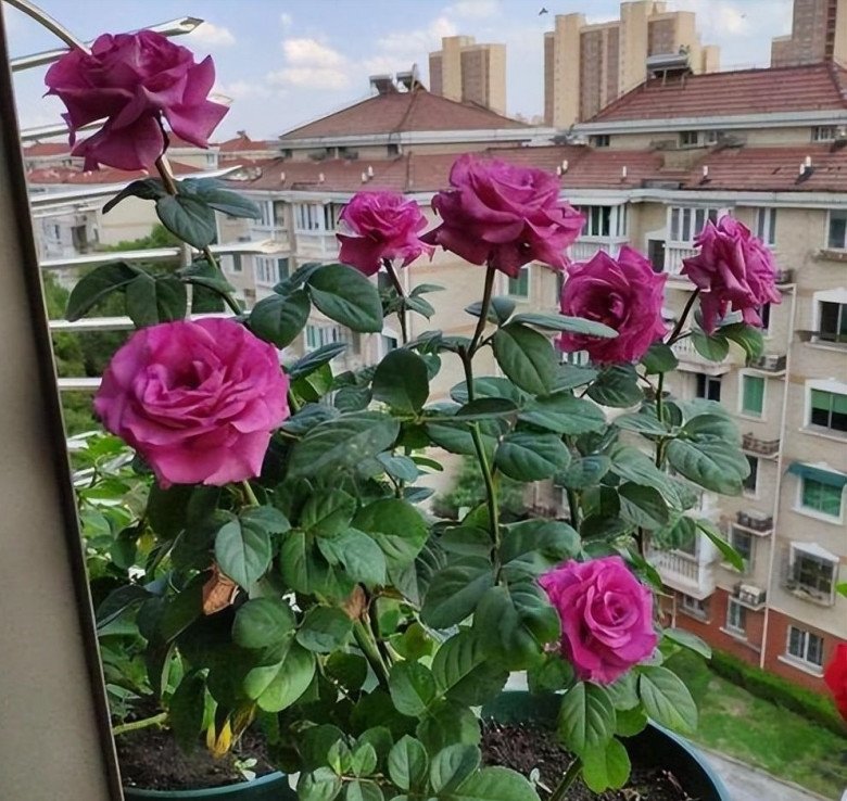 Hoa hồng trồng ban công có 4 “nỗi sợ”, tránh được chồi mới mọc tua tủa, hoa nở rộ - 2