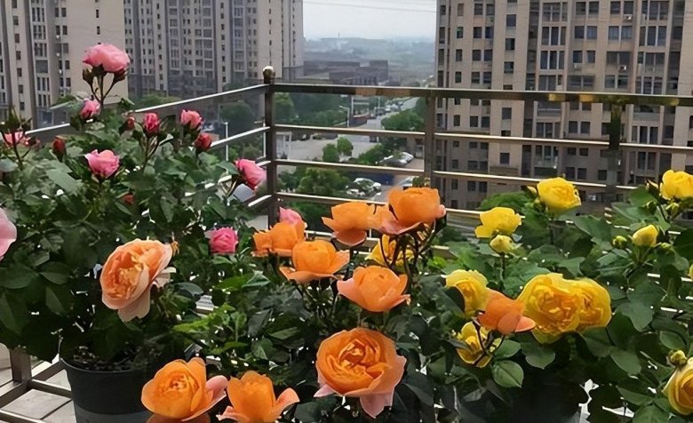 Hoa hồng trồng ban công có 4 “nỗi sợ”, tránh được chồi mới mọc tua tủa, hoa nở rộ - 3