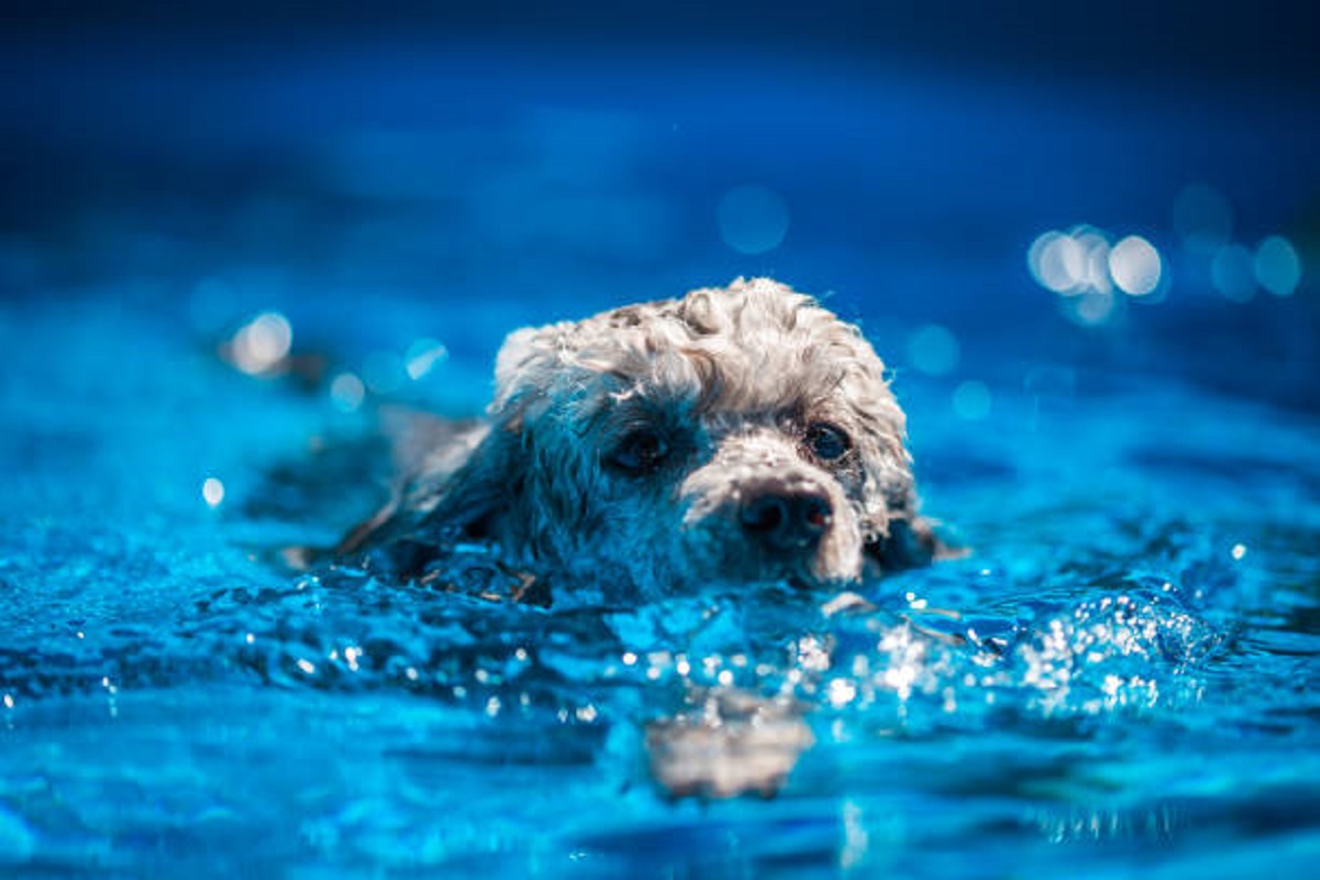 Giống chó thông minh thứ 2 thế giới, bơi lội như “vận động viên”, ít rụng lông và không gây dị ứng - 2