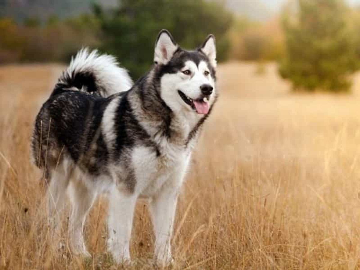 Giống chó đêm hú như sói, lông mượn và mắt xanh như ngọc, giá bán lên tới hàng 100 triệu - 5