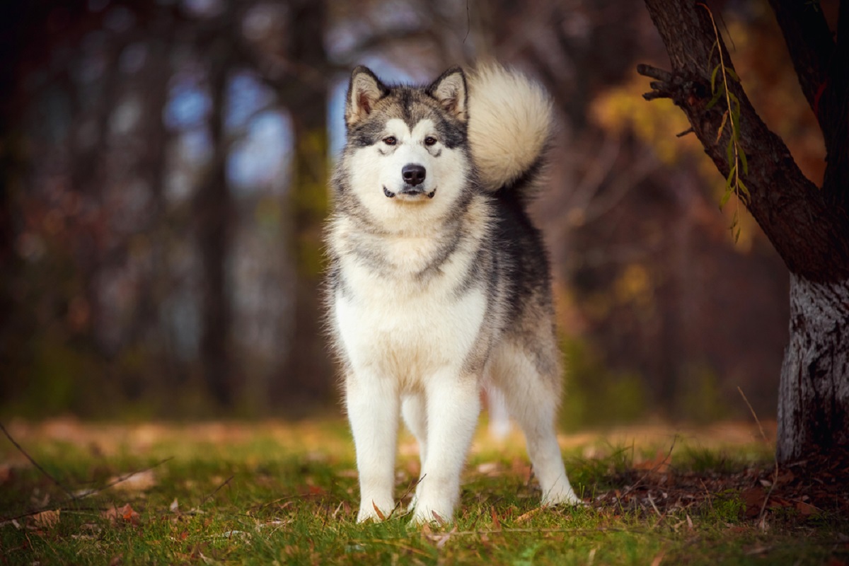 Giống chó đêm hú như sói, lông mượn và mắt xanh như ngọc, giá bán lên tới hàng 100 triệu - 6