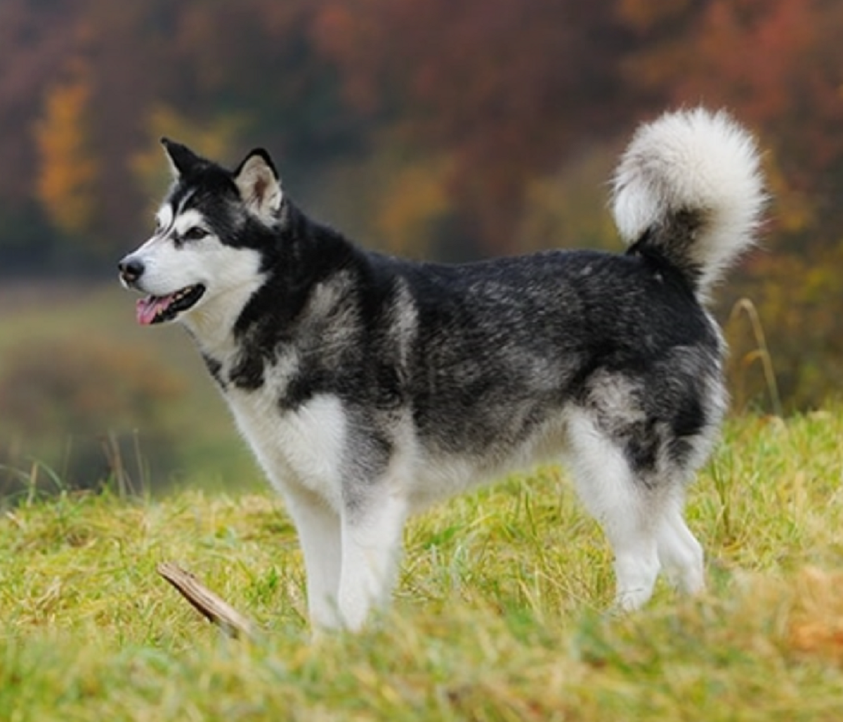 Giống chó đêm hú như sói, lông mượn và mắt xanh như ngọc, giá bán lên tới hàng 100 triệu - 3