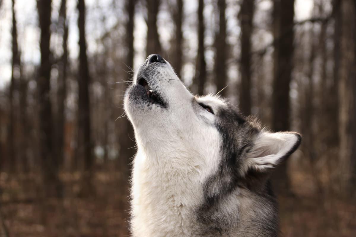 Giống chó đêm hú như sói, lông mượn và mắt xanh như ngọc, giá bán lên tới hàng 100 triệu - 10
