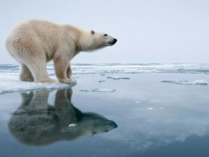 Vì sao ở Bắc Cực có gấu nhưng ở Nam Cực lại không?