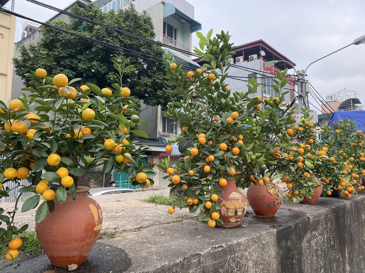 10 loại cây cảnh không những đẹp mà còn ăn được, trồng 1 chậu trong nhà, nấu ăn không lo thiếu gia vị - 4