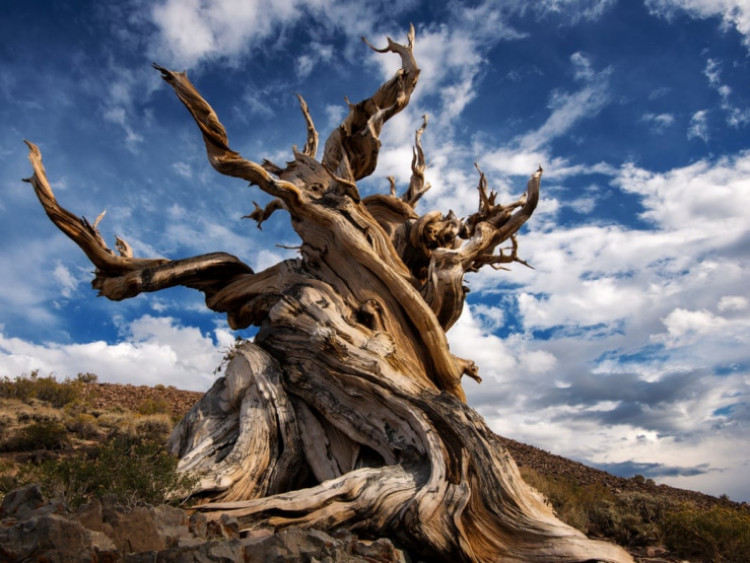 Điều ít biết về cây già bậc nhất hành tinh, tuổi đời 4.800 năm