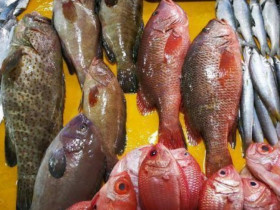 5 loại cá biển này đều là đánh bắt tự nhiên, đi chợ thấy nhớ mua, người bán cũng phải nể vài phần