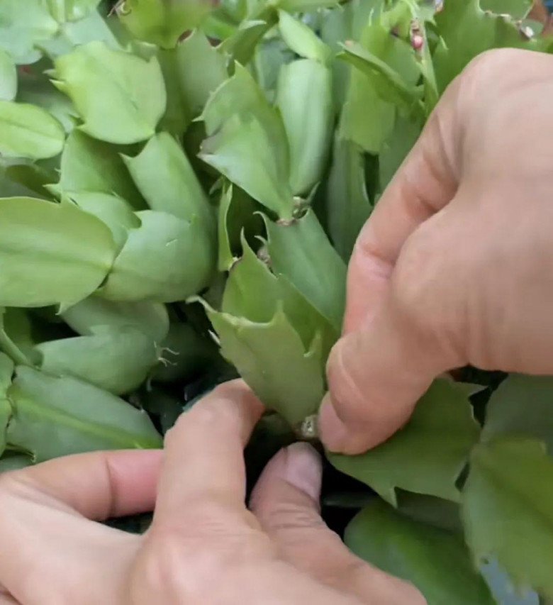 Những cây này chẳng cần tốn tiền mua, ngắt 1 cành bỏ vào giấy vệ sinh “đắp chiếu” là sẽ bén rễ - 2