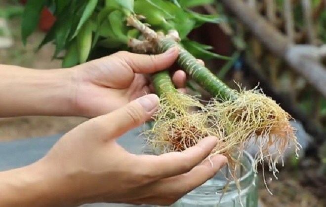 Trồng trúc phát tài không thể thiếu 2 thứ nước này, dùng nửa năm cây cao nửa mét, không lo vàng lá - 2