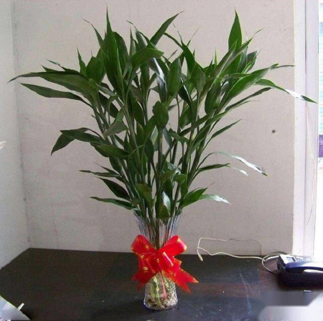 Trồng trúc phát tài không thể thiếu 2 thứ nước này, dùng nửa năm cây cao nửa mét, không lo vàng lá - 3