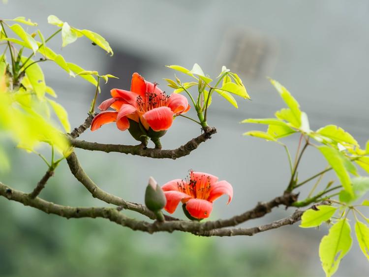 MV - Đi qua mùa hoa gạo