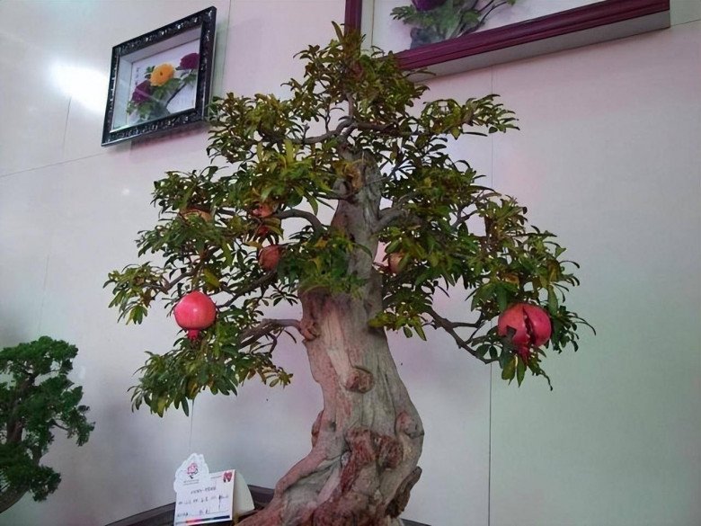 Trồng 1 trong 5 cây “hộ thân” này như “chôn vàng” trong sân nhà, ra ngoài gặp quý nhân, lúc về mang theo tài lộc - 4
