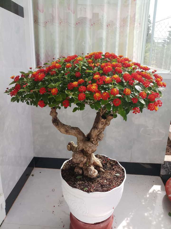 4 loại cây dại mọc đầy đường, cho vào chậu lên đời thành “tiểu bonsai”, vừa đẹp độc lạ vừa hút tài lộc - 4