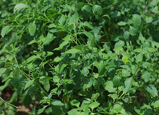 Loại rau xưa mọc bờ bụi hay cho lợn ăn, được coi là "thảo dược" cực tốt cho bà bầu, giá 80.000 đồng/kg - 1