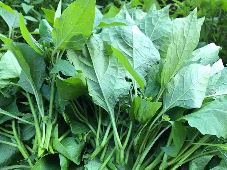 Loại rau xưa mọc bờ bụi hay cho lợn ăn, được coi là "thảo dược" cực tốt cho bà bầu, giá 80.000 đồng/kg - 2