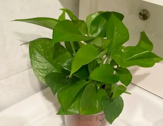 Tại sao nhiều người lại đưa cây trầu bà vào “danh sách đen”? Đây là 4 lý do - 1