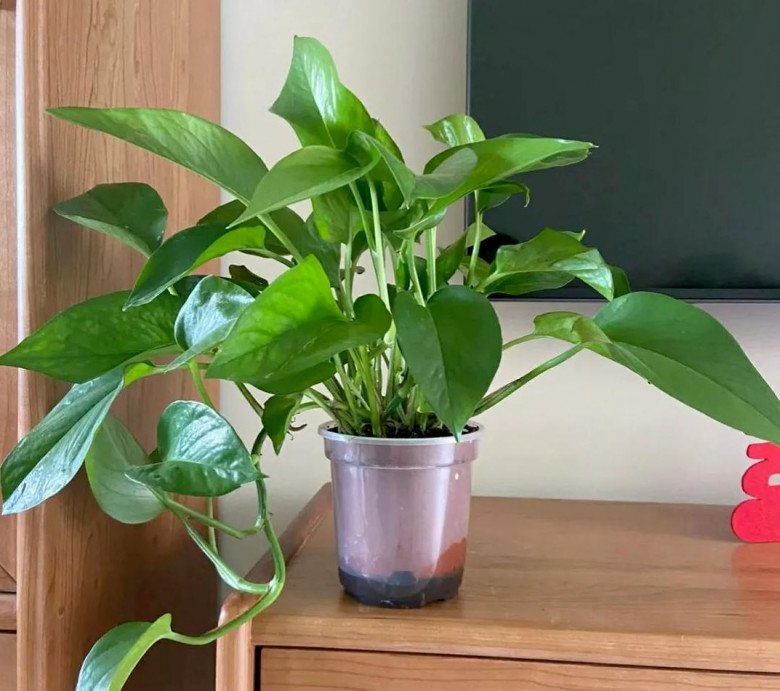 Tại sao nhiều người lại đưa cây trầu bà vào “danh sách đen”? Đây là 4 lý do - 4