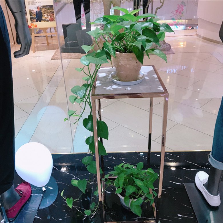 Tại sao nhiều người lại đưa cây trầu bà vào “danh sách đen”? Đây là 4 lý do - 2