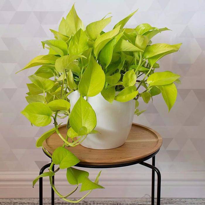 Tại sao nhiều người lại đưa cây trầu bà vào “danh sách đen”? Đây là 4 lý do - 3