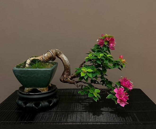 Có nên trồng hoa giấy trước cửa nhà? Người thuộc mệnh này trồng hoa giấy sẽ chẳng thiếu tiền tiêu - 4