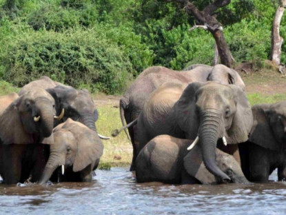 Thế giới - Quốc gia châu Phi dọa gửi 20.000 con voi đến Đức