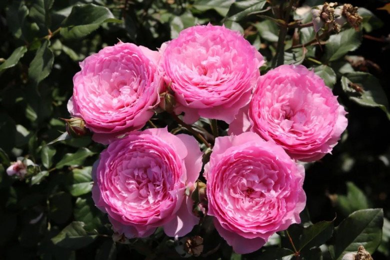 10 ngày cho hoa hồng uống thứ này một lần, hoa nở cả trăm bông một lúc, đưa hương thơm ngát - 5