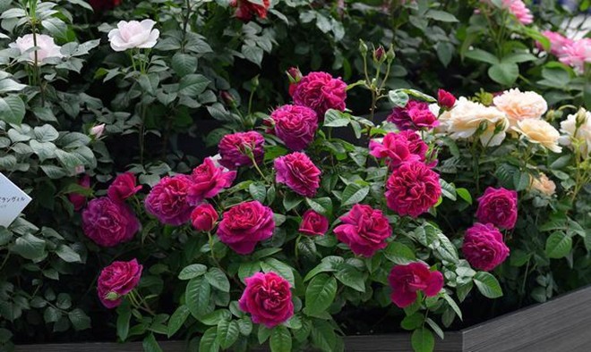 10 ngày cho hoa hồng uống thứ này một lần, hoa nở cả trăm bông một lúc, đưa hương thơm ngát - 3