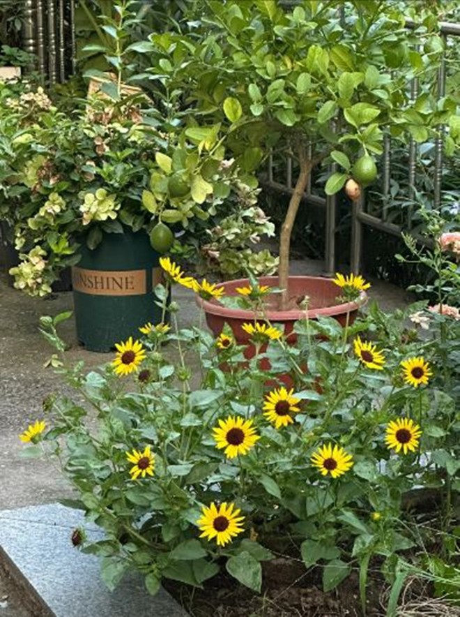 Bỏ phố về quê thuê nhà ở, 9X độc thân mạnh tay chi gần 250 triệu cải tạo nhà rộng 150m2 - 9