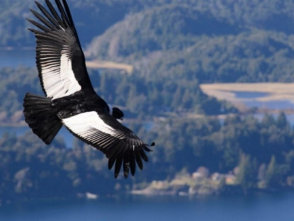 Video - Loài chim có kỹ năng như &quot;phép thuật&quot;, 5 tiếng không vỗ cánh vẫn bay được 172 km
