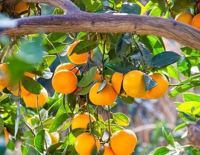 5 loại cây ăn quả vừa ngon vừa dễ chăm sóc, trồng trong sân sẽ mang đến  điềm lành